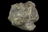 Fossil Crinoid (Amphoracrinus) - Clitheroe, England #118945-1